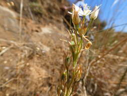 Imagem de Ornithogalum graminifolium Thunb.