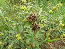 Image of Eriosema laurentii De Wild.