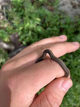 Image of Shorthead Garter Snake