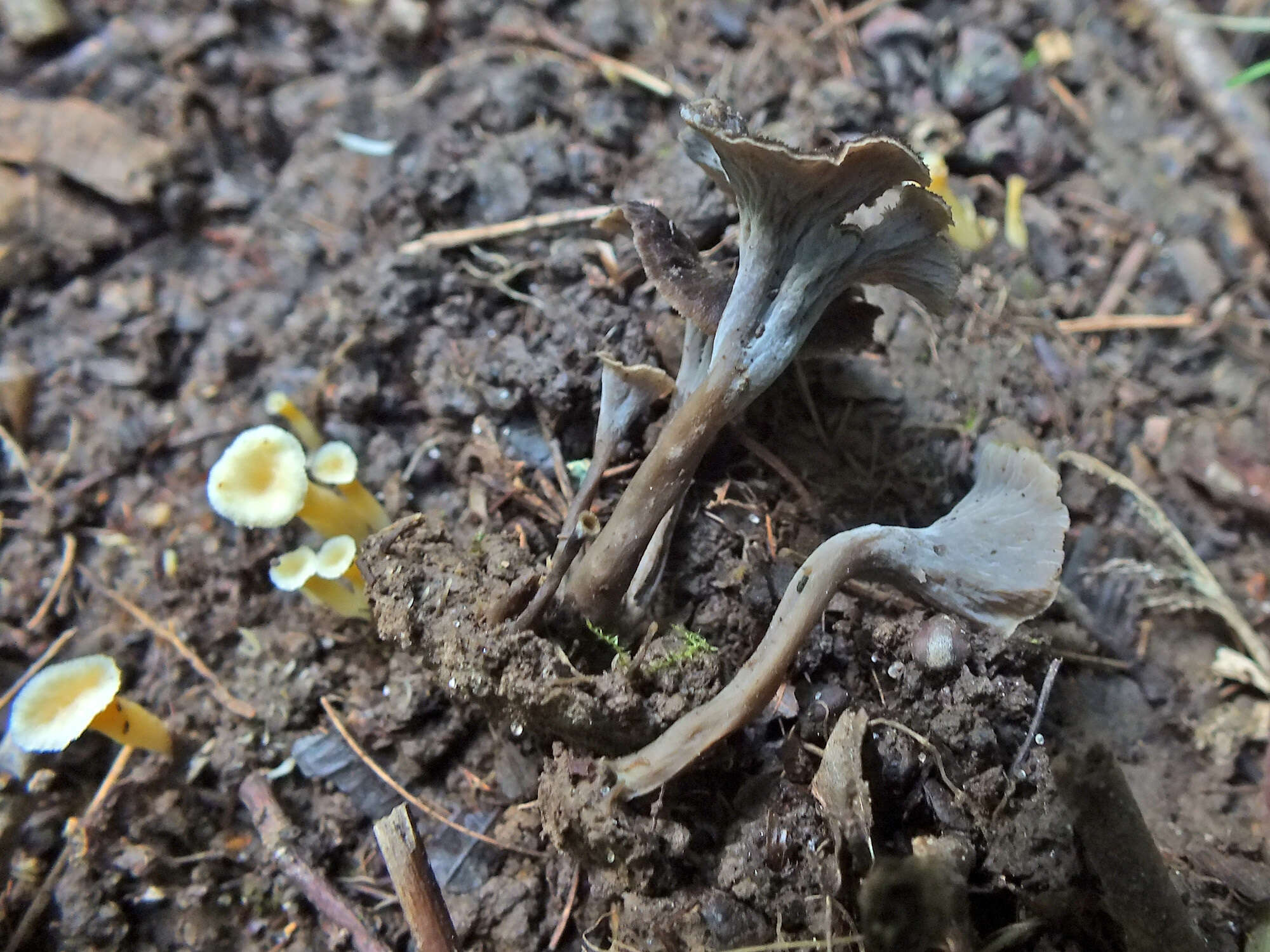 Plancia ëd Craterellus undulatus