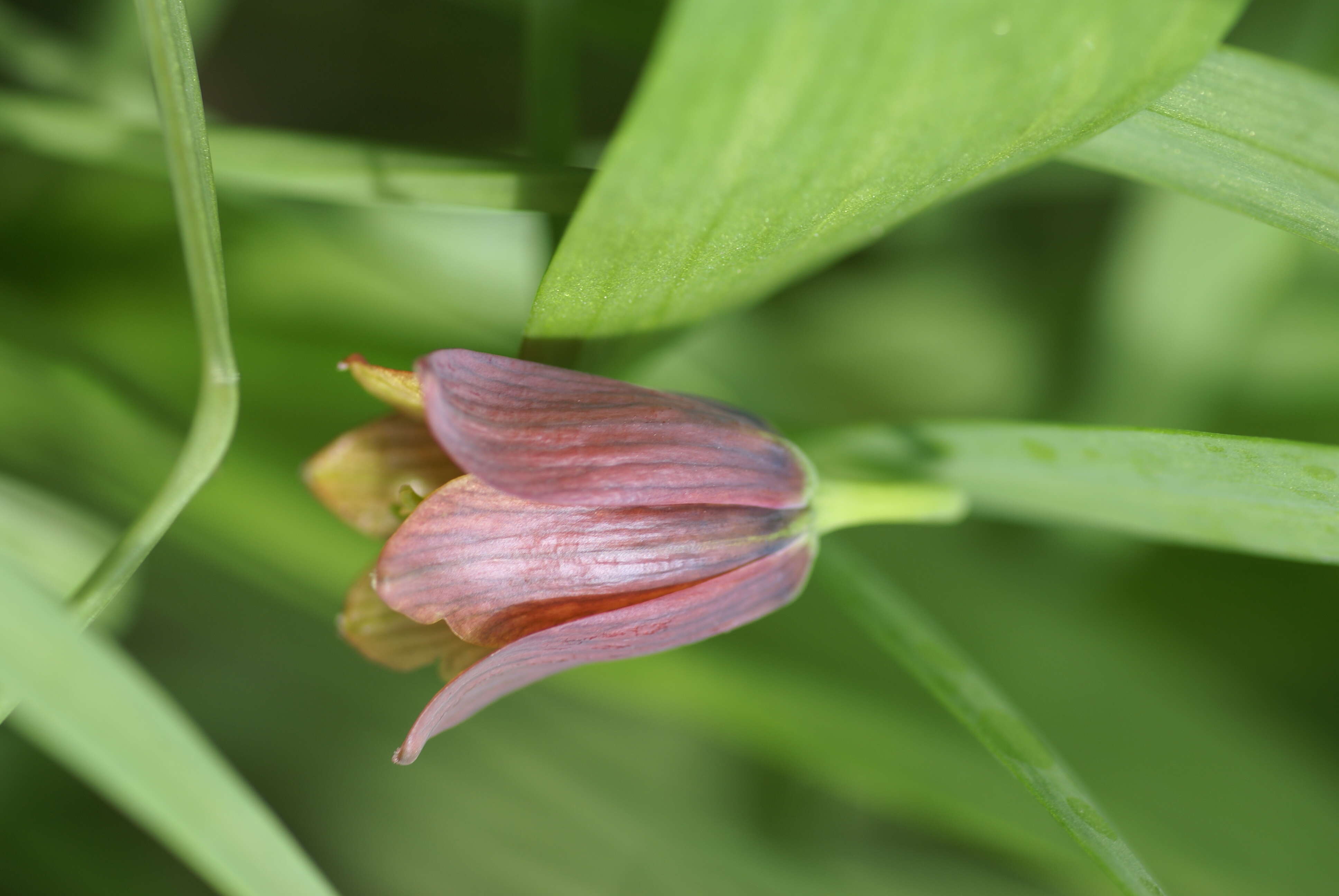 Image of Fritillaria