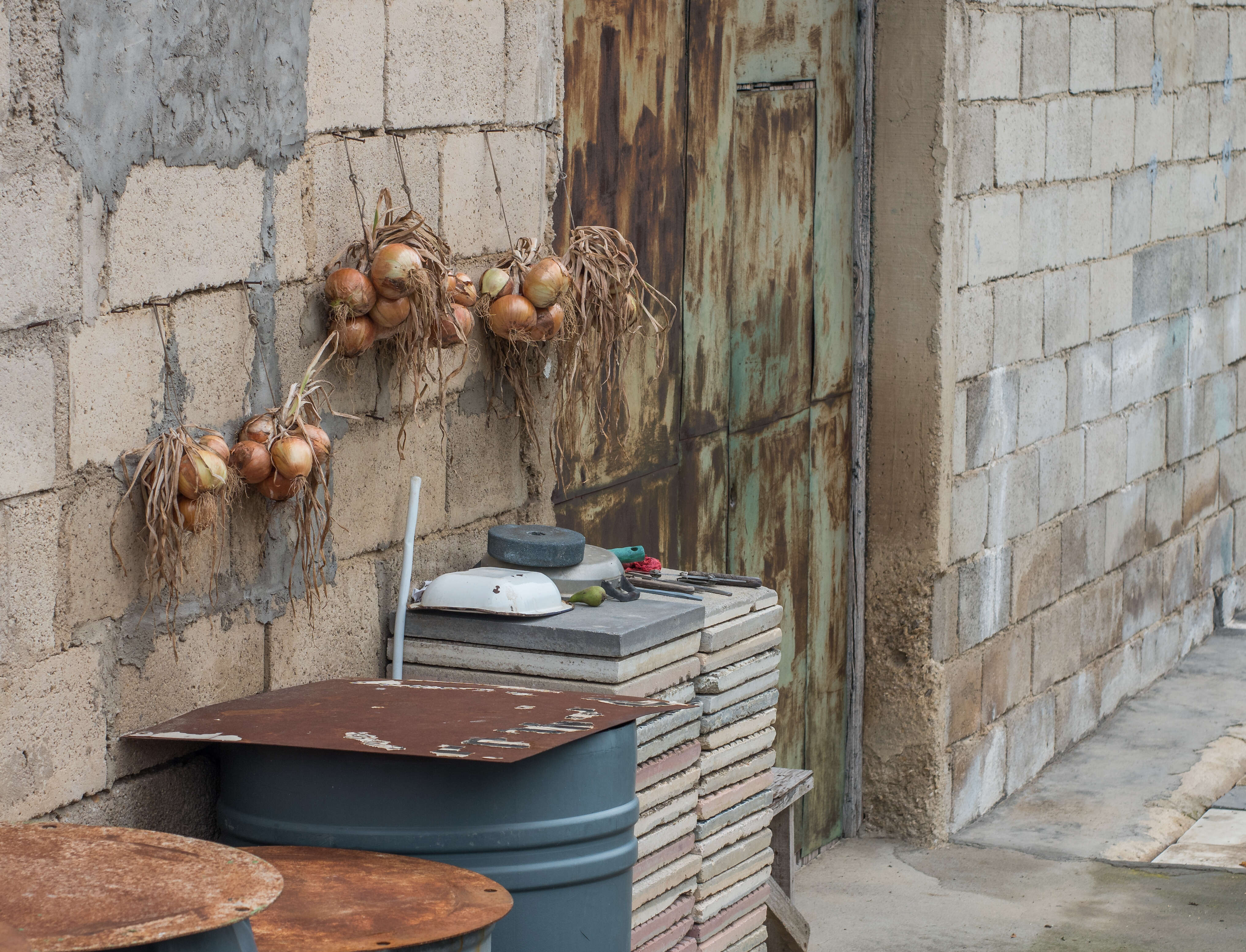 Image of garden onion