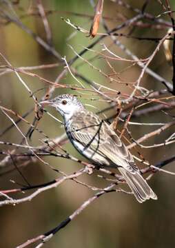 Image of Bar-breasted Honeyeater