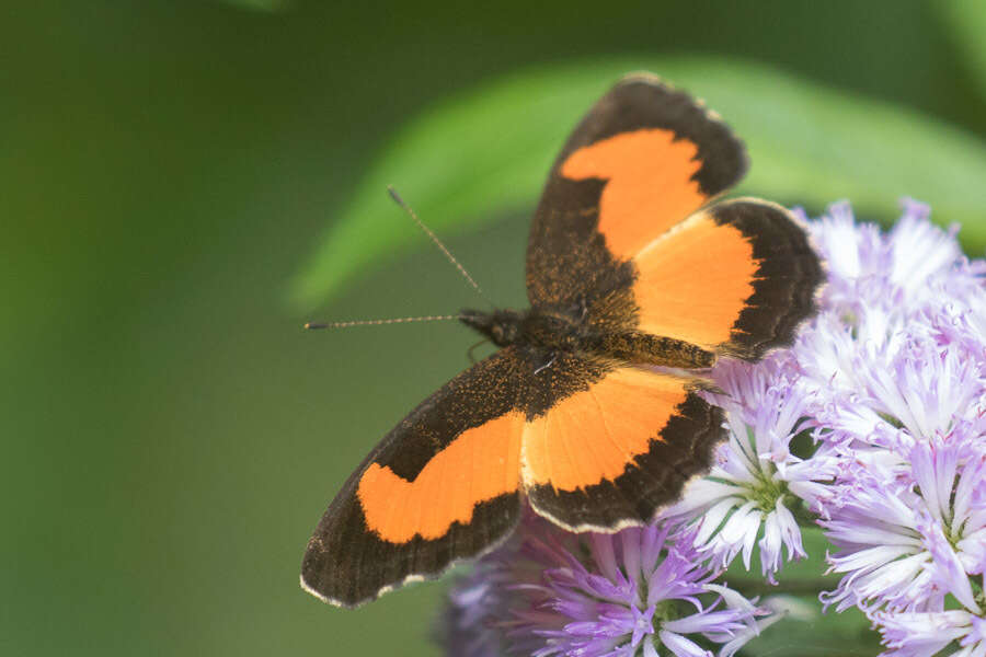 Vanessula milea latifasciata Joicey & Talbot 1928 resmi