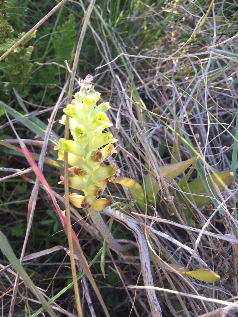 Image of Lachenalia longibracteata E. Phillips