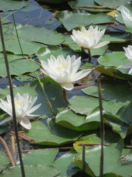 Image of European white waterlily