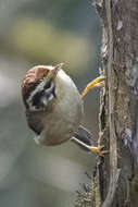 Image of Rufous-winged Fulvetta