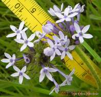 Image of Pentanisia prunelloides subsp. prunelloides