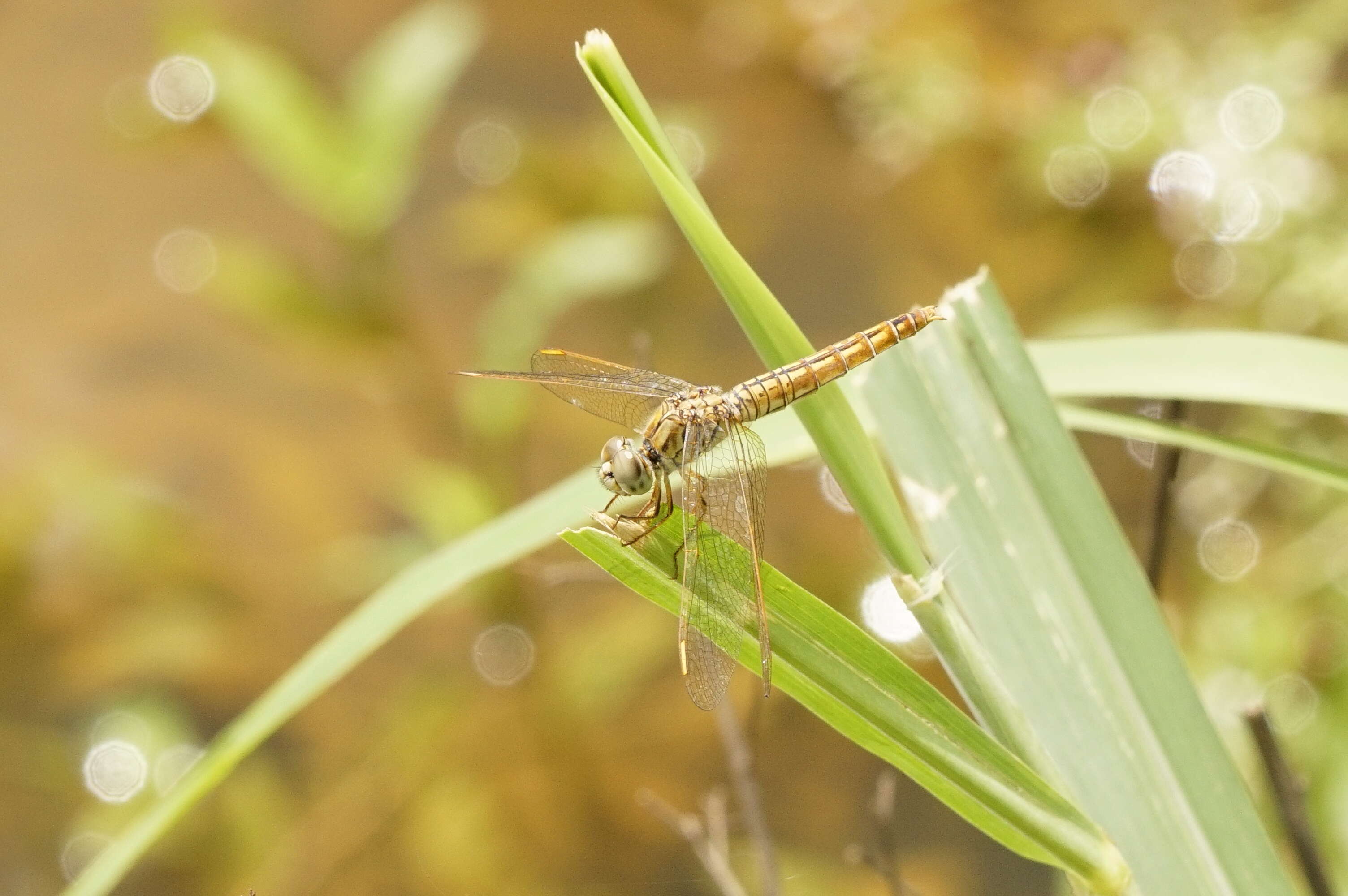 Image of Ditch Jewel