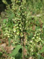 Слика од Teucrium scorodonia L.