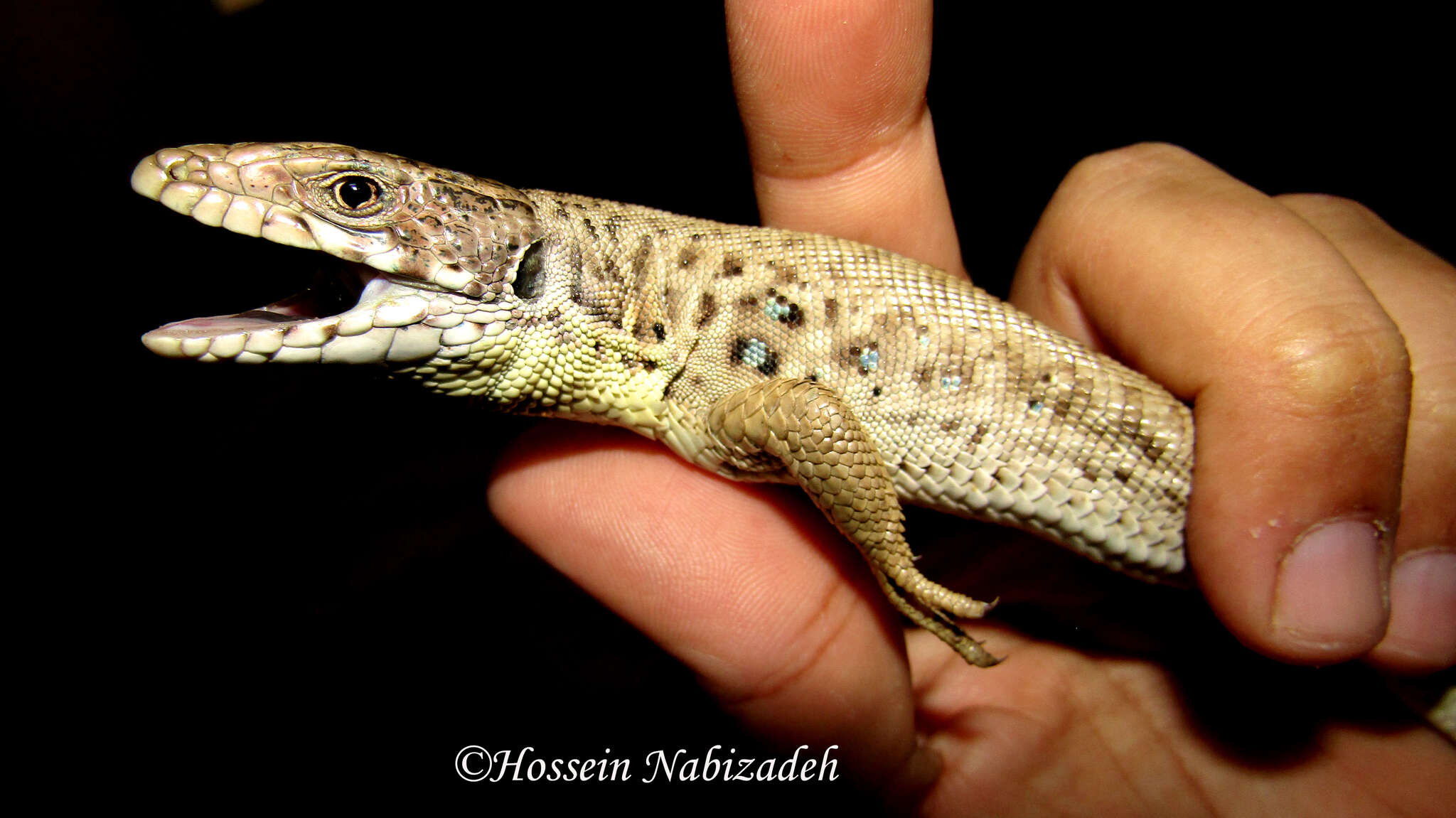 Image of Siirt Lizard