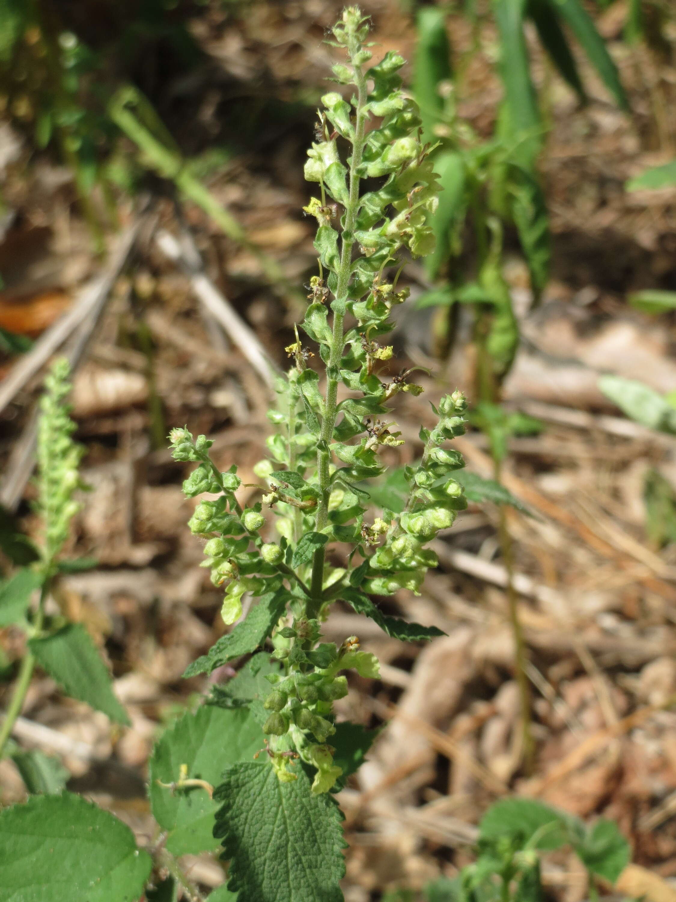 Слика од Teucrium scorodonia L.