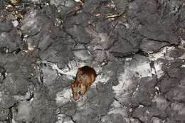 Image of Slender Harvest mouse