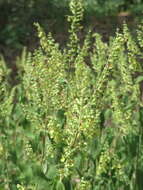 Слика од Teucrium scorodonia L.