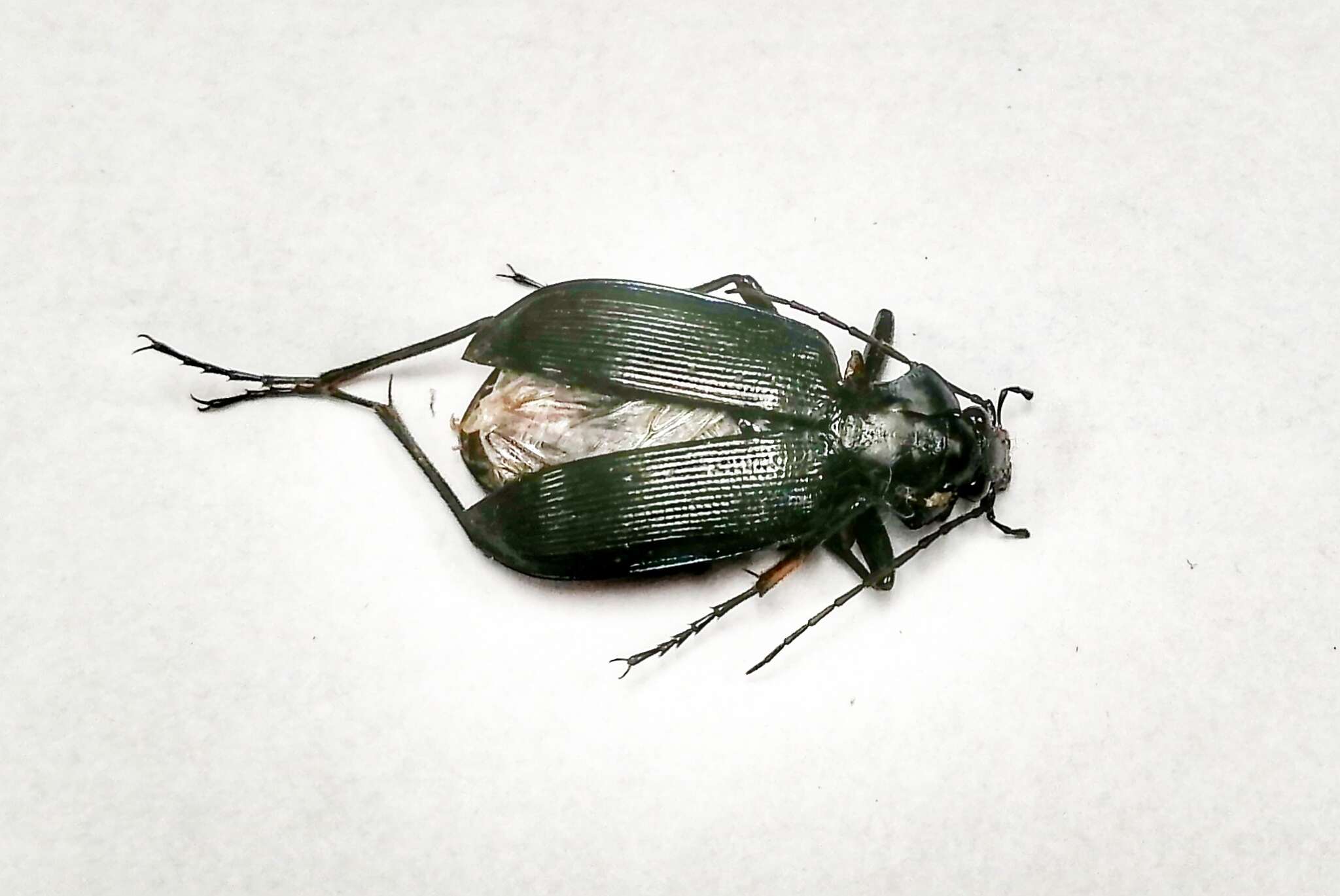 Imagem de Calosoma (Carabosoma) angulatum Chevrolat 1834