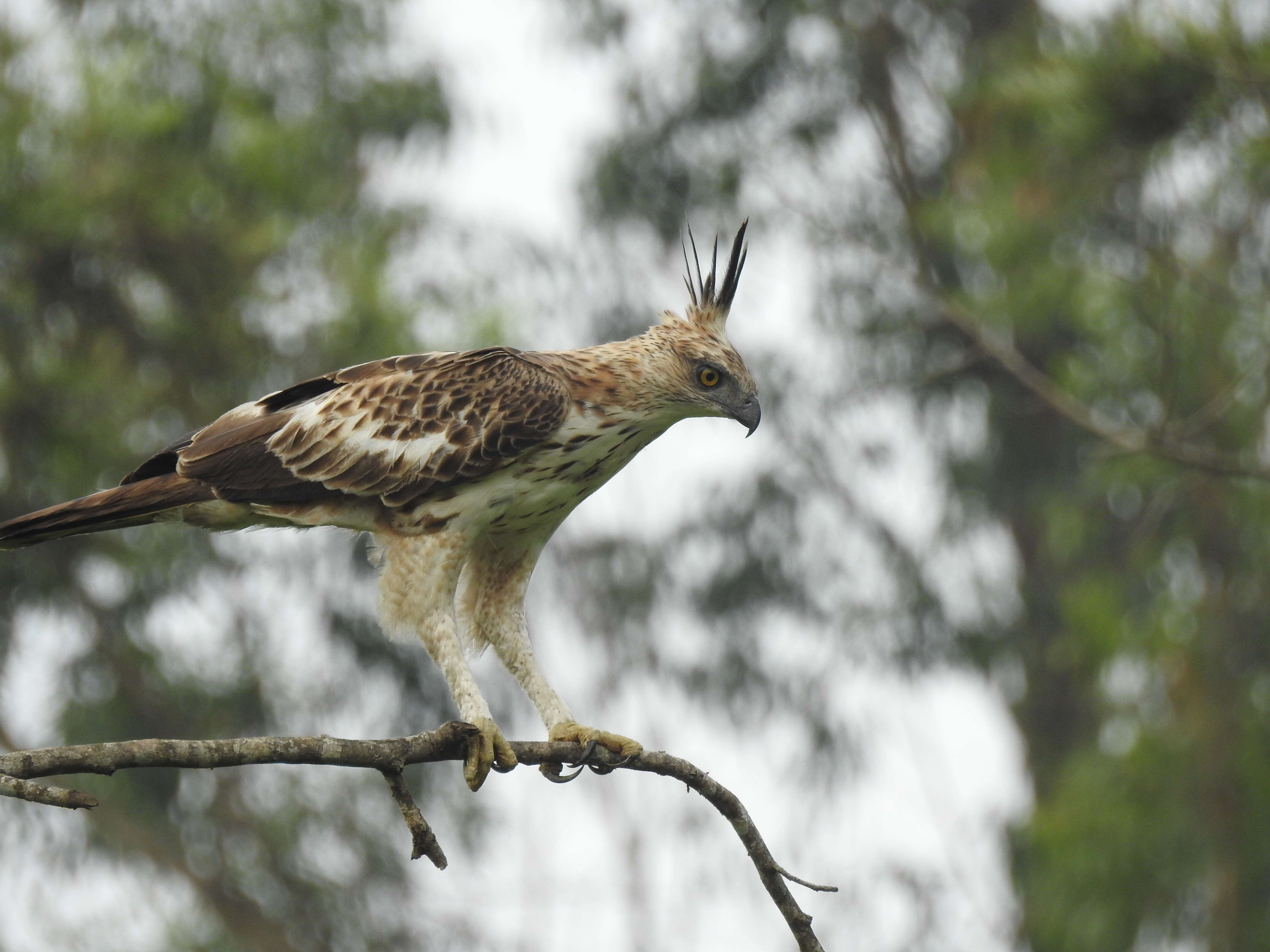 Nisaetus cirrhatus (Gmelin & JF 1788) resmi