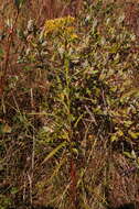 Image of Riddell's Goldenrod