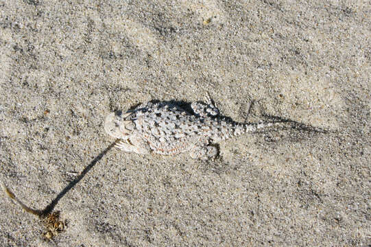 Image of Desert Horned Lizard