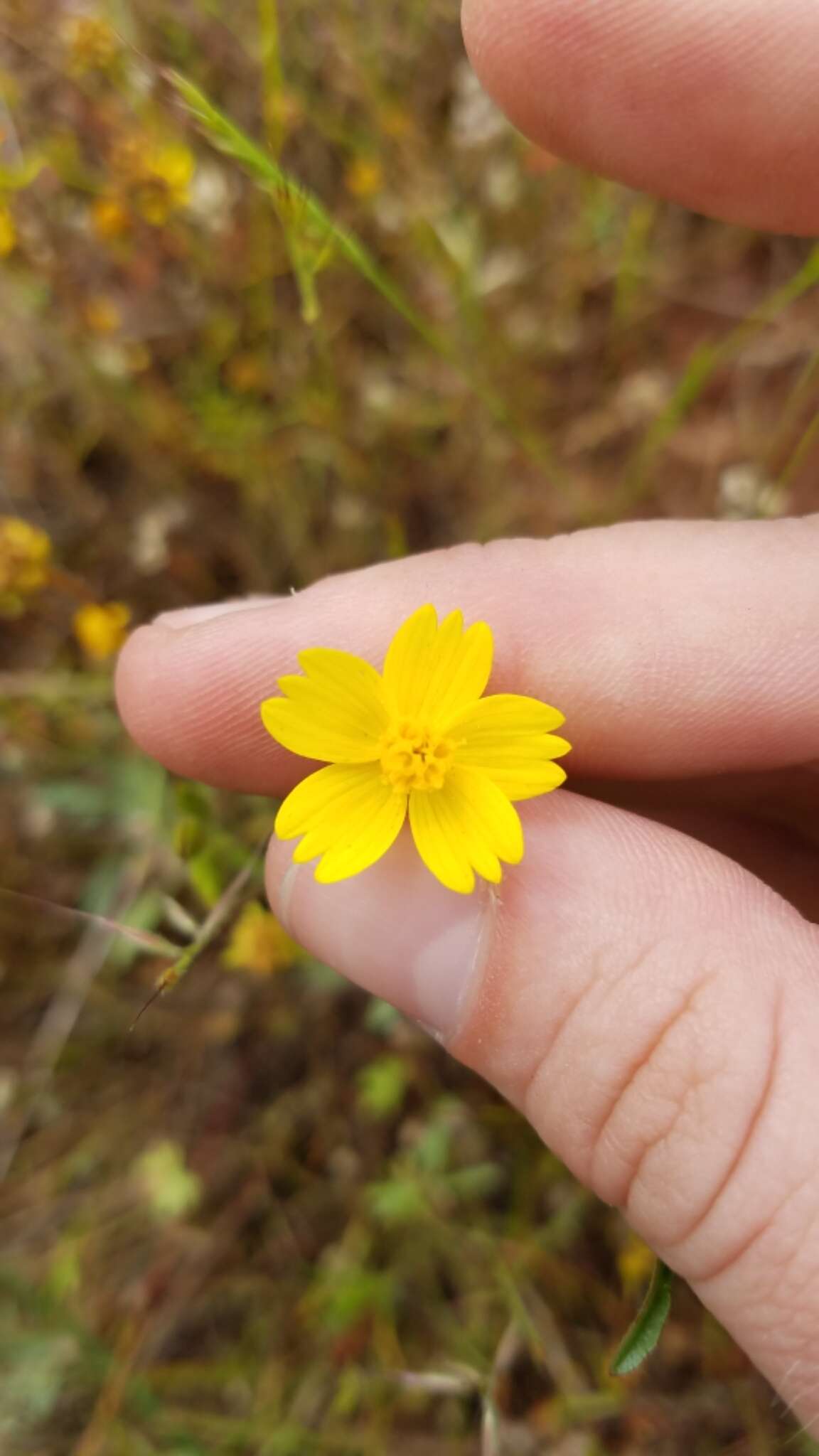 صورة Coreopsis stillmanii (A. Gray) Blake