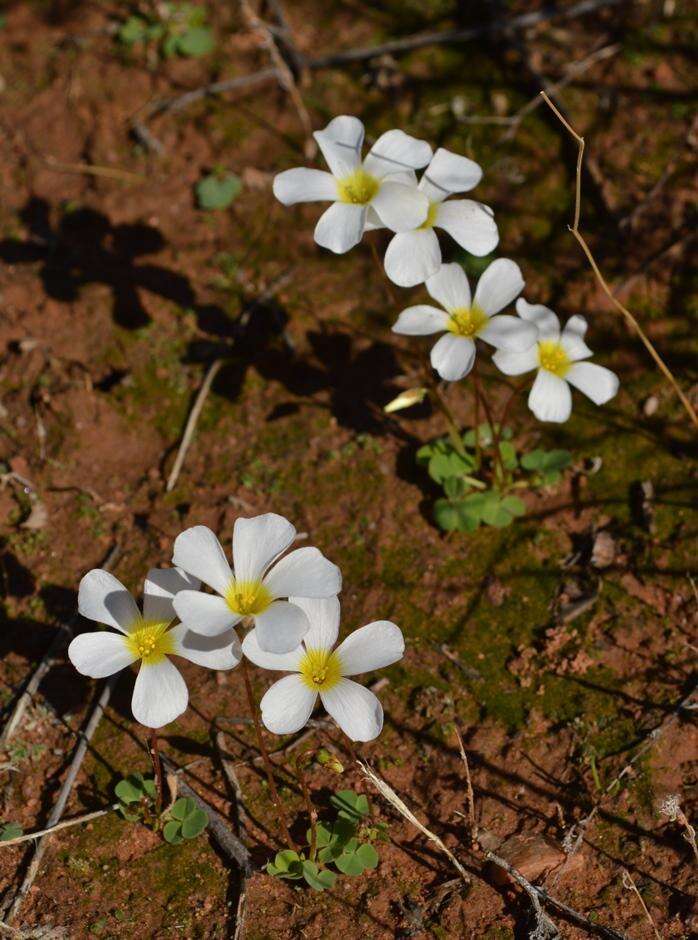 Image of Oxalis dreyerae Oberl. & Roets