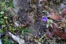 Imagem de Campanula pallida Wall.