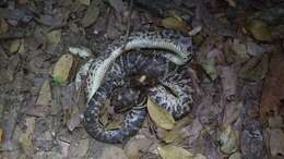 Image of Haitian Boa