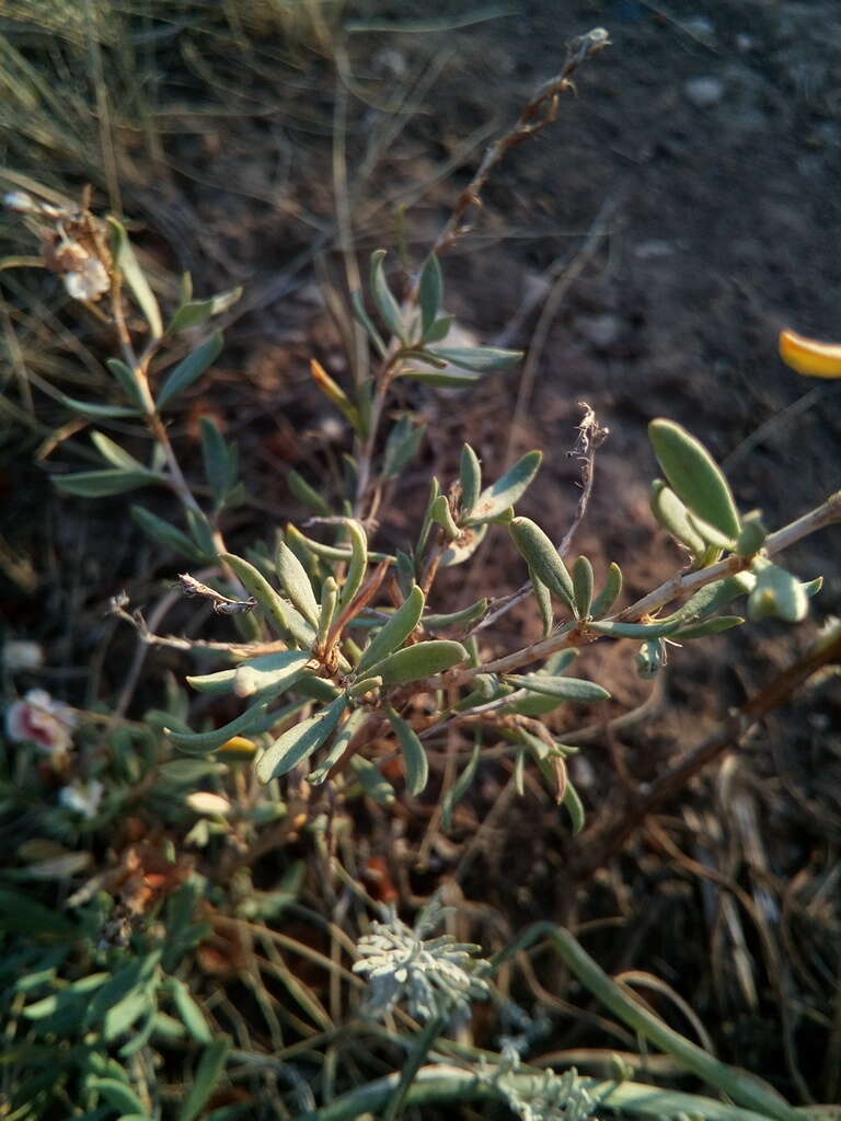 Image of Atraphaxis frutescens (L.) Ewersm.