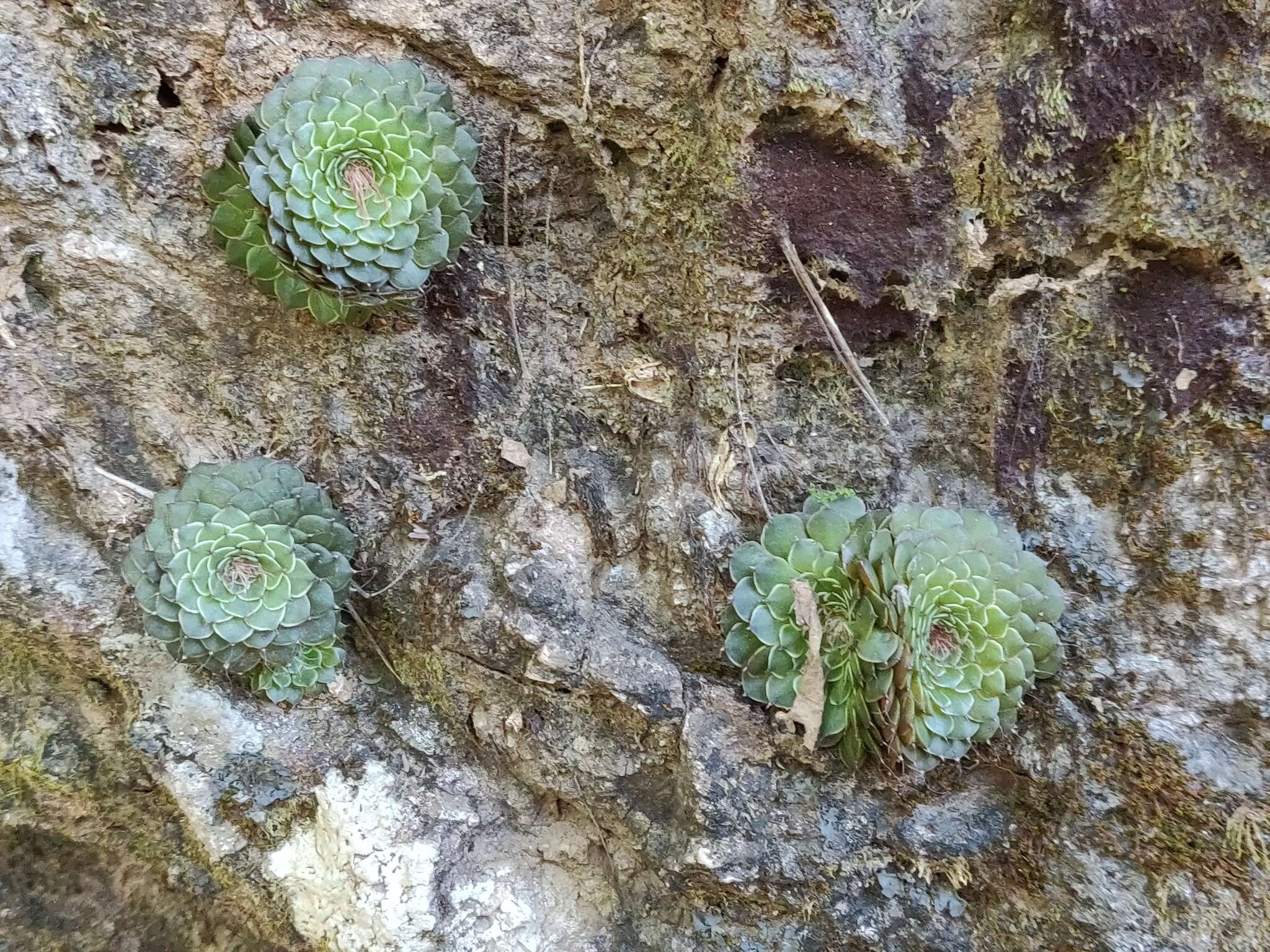 Image of Graptopetalum filiferum (S. Wats.) Whitehead