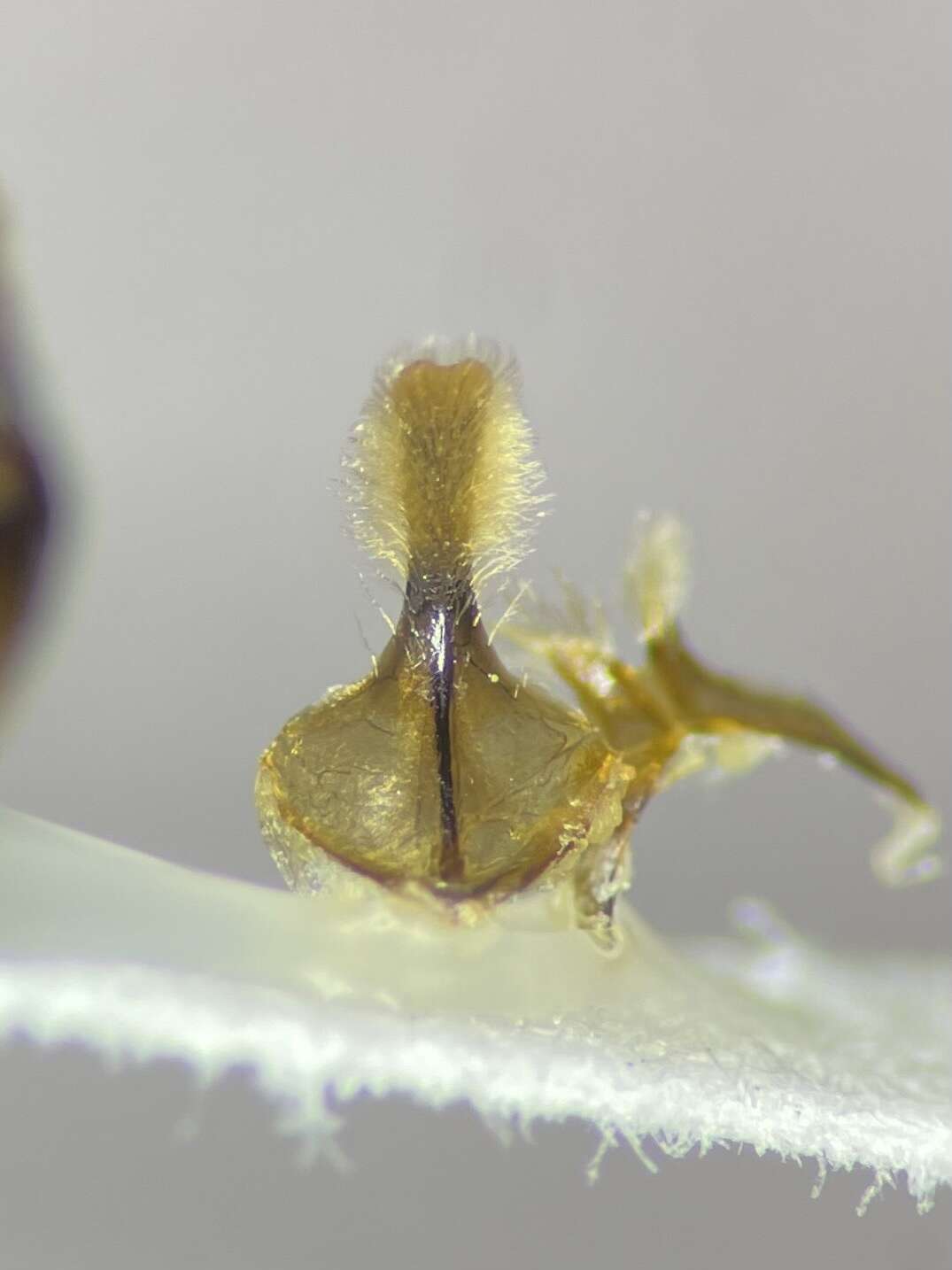 Image of Andrena confederata Viereck 1917