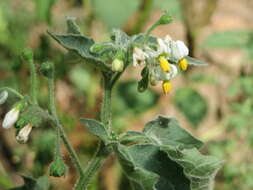 Image of European Black Nightshade