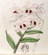 Imagem de Dendrobium pulchellum Roxb. ex Lindl.