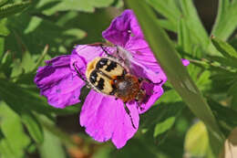 Image of Bee beetle