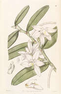 Imagem de Thrixspermum calceolus (Lindl.) Rchb. fil.