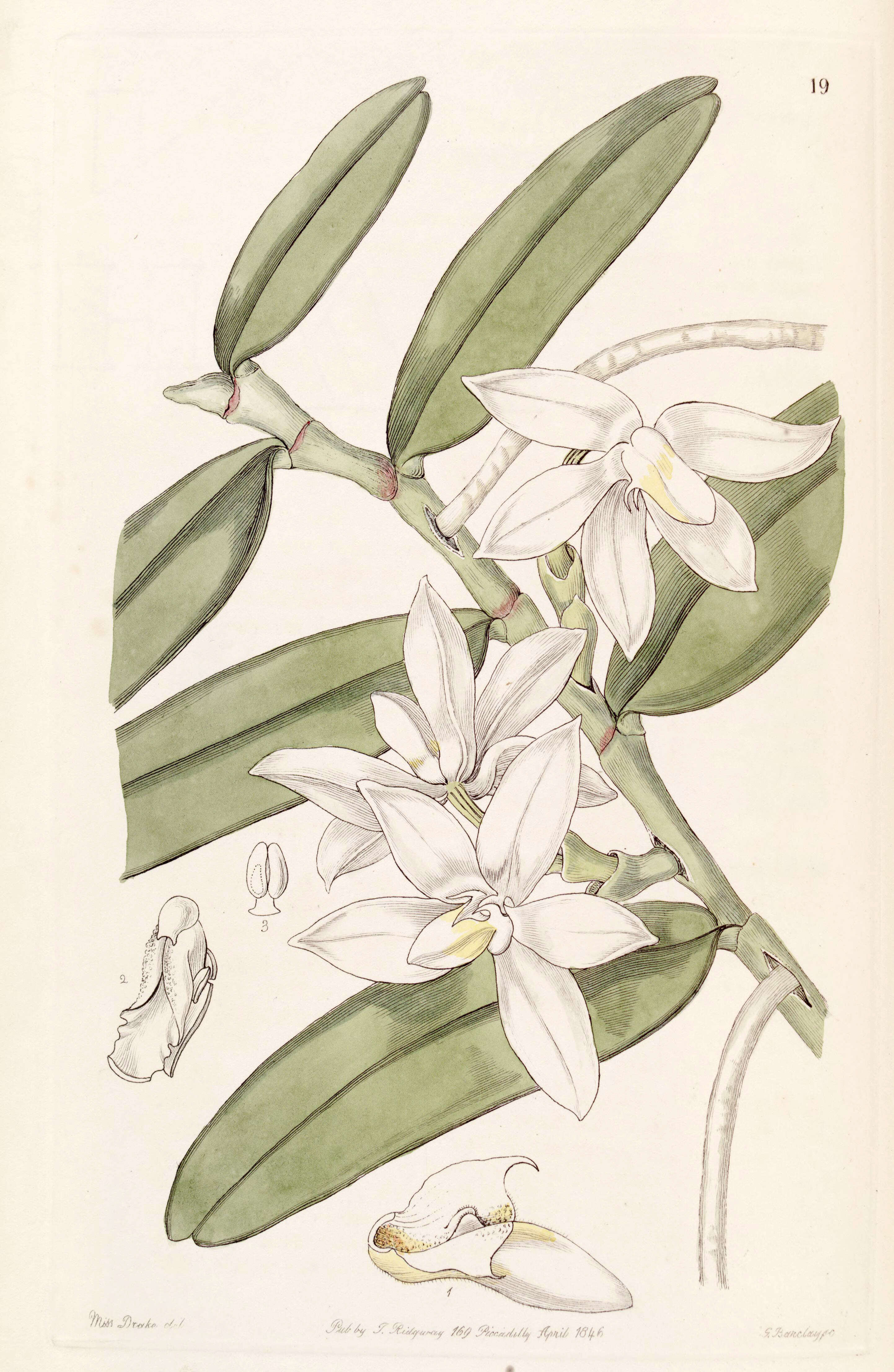 Imagem de Thrixspermum calceolus (Lindl.) Rchb. fil.