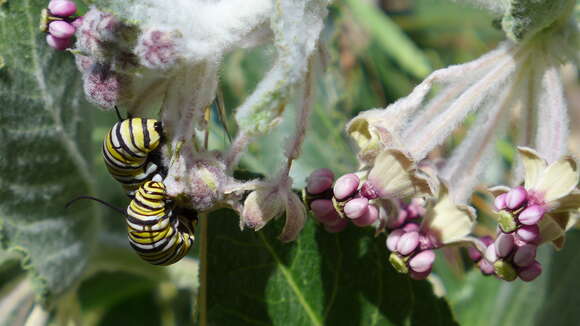 Image of California milkweed