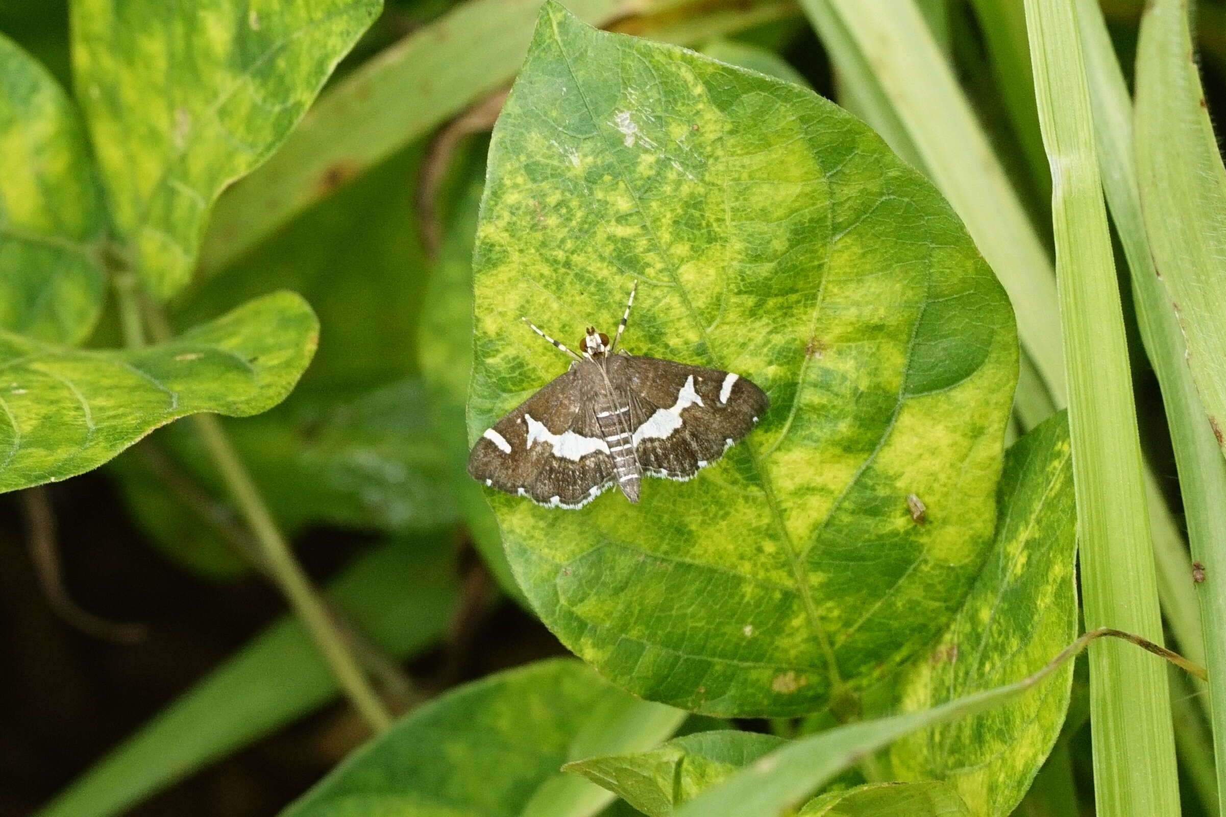 Image of Beet webworm moth