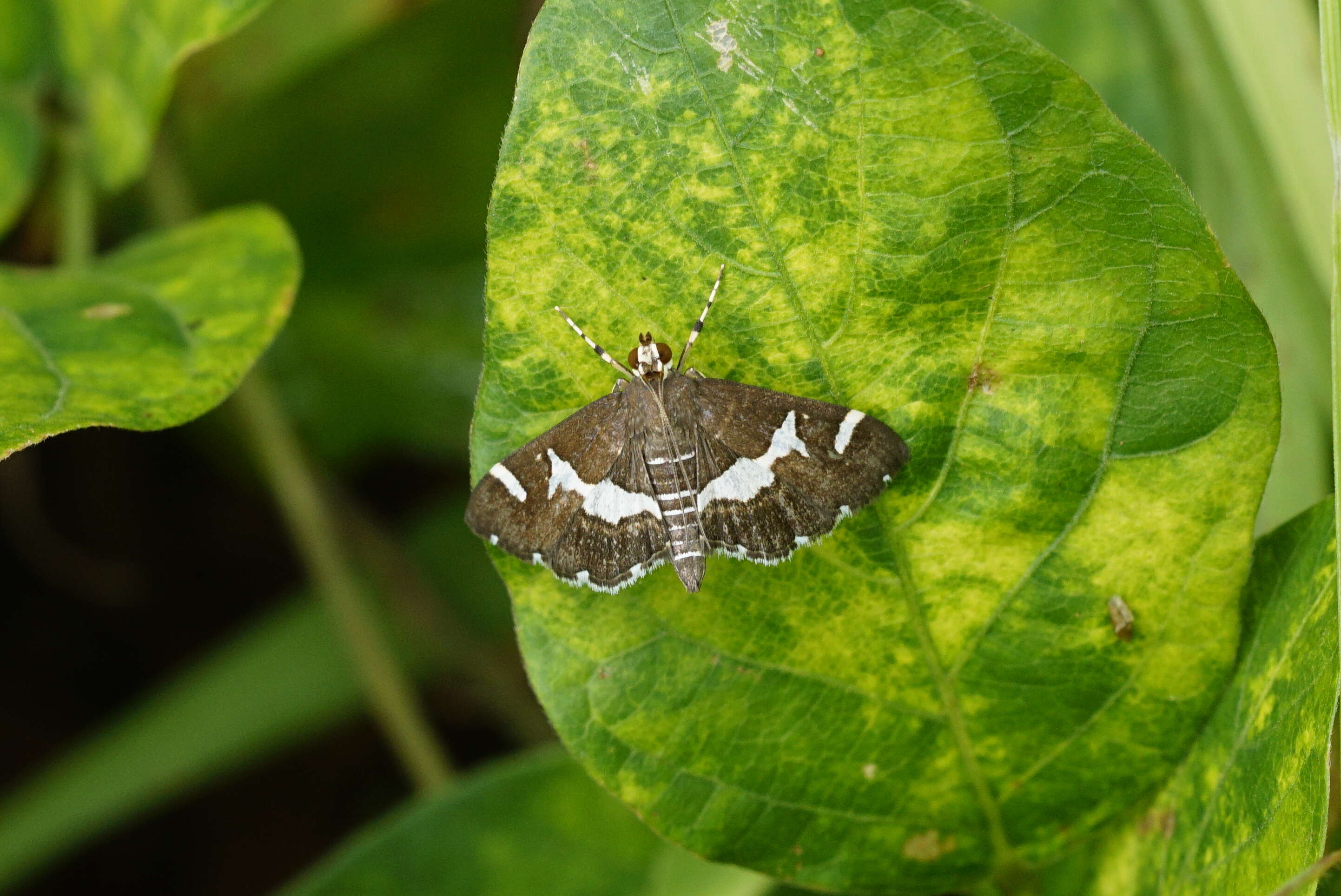 Image de Spoladea recurvalis Fabricius 1775