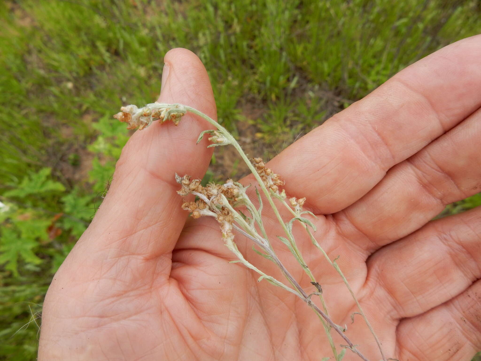 Gamochaeta falcata (Lam.) Cabrera的圖片