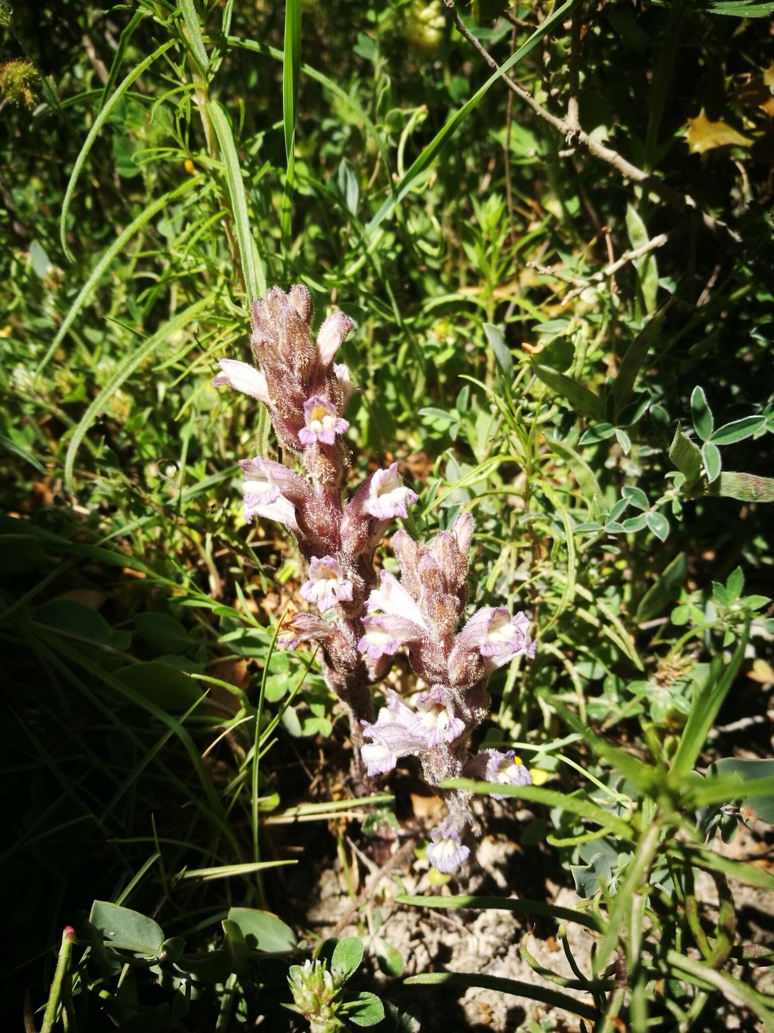 Imagem de Phelipanche rosmarina (G. Beck) Banfi, Galasso & Soldano