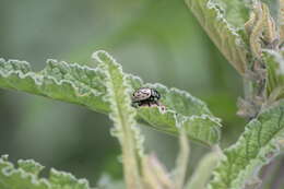 Image of Calligrapha (Calligrapha) dislocata (Rogers 1856)