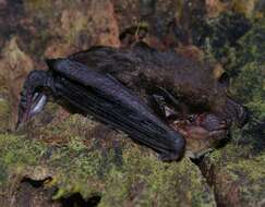 Image of Argentine Brown Bat
