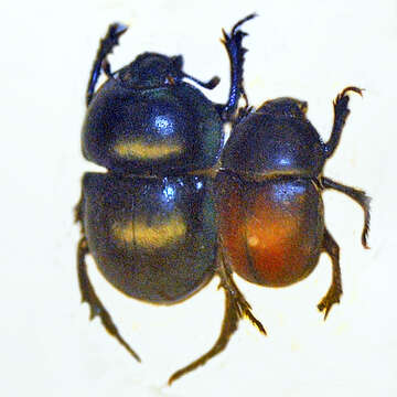 Image of Trypocopris pyrenaeus (Charpentier 1825)