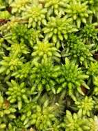 Image of sphagnum