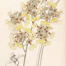 Image of Trichocentrum lacerum (Lindl.) J. M. H. Shaw