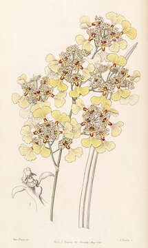 Image of Trichocentrum lacerum (Lindl.) J. M. H. Shaw