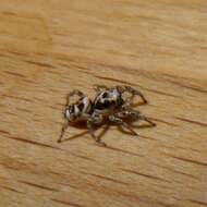 Image of Zebra spider