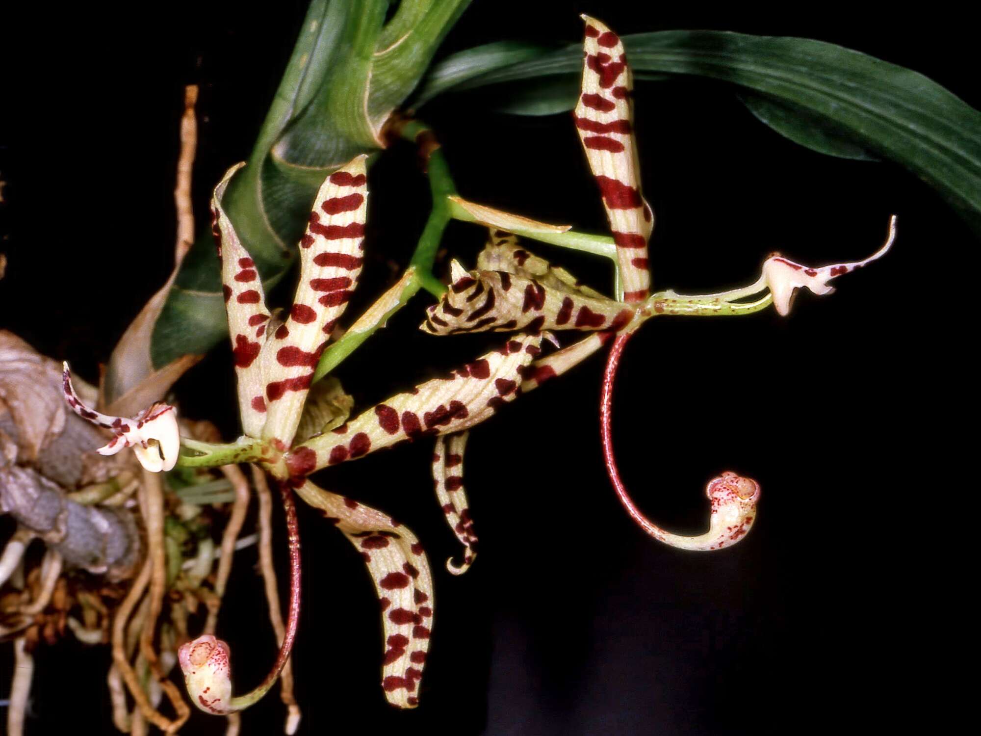 Image of Cycnoches pentadactylon Lindl.