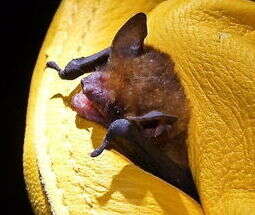 Image of lesser yellow bat