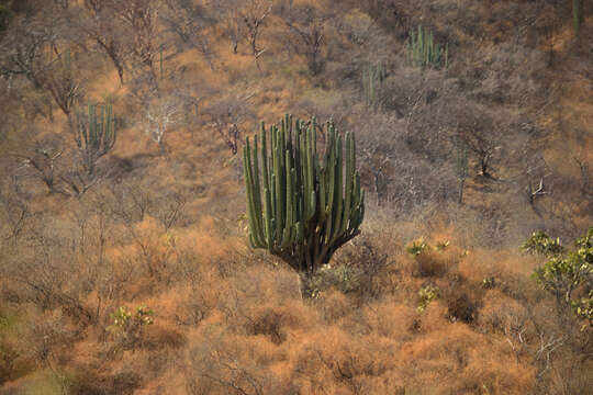 Image of Pachycereus weberi (J. M. Coult.) Backeb.