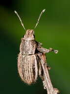 Image of White-fringed Weevils